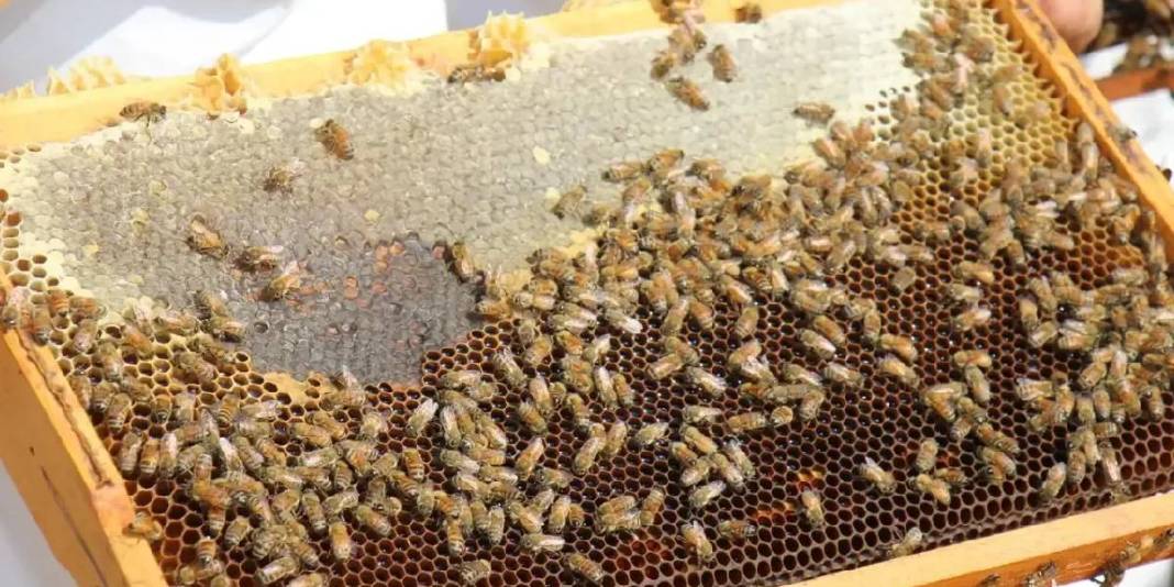 Kovanlar ağaç aralarına yerleşti, ilk hasat başladı! Şifa kaynağı olarak biliniyor:Hem yurt içinde hem de yurt dışında satılacak 3